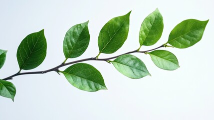The green leaf on the branches is isolated on a clean background, making it perfect for visualizations of nature, plants, or the environment.