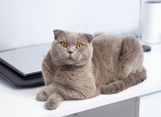 Scottish gray shorthair cat with amber eyes relaxing and laying on desk. Domestic cat is resting and looking at camera	