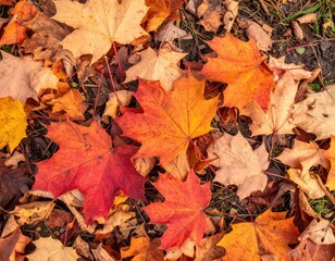 Autumn Leaves On Forest Floor