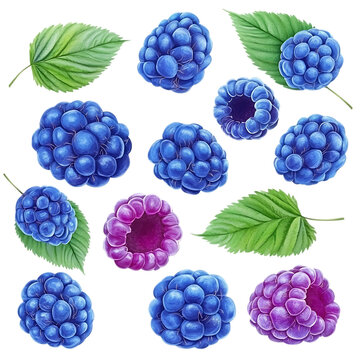Set of juicy blue raspberries with leaves