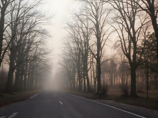 Obraz premium Mystical Path: An empty road lined with trees leads into a foggy distance, evoking a sense of mystery and anticipation in this atmospheric landscape.