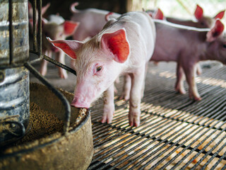 Piglet at pigsty. Pig farm. Close-up of cute piglet at animal farm. © NARONG