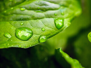 Beautiful large drop morning dew in nature, Drops of clean transparent water on leaves. Sun glare in drop. rainy season natural background