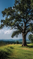 Majestic oak tree overlooking rolling hills
