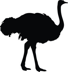 Ostrich silhouette vector, emu bird vector illustration
