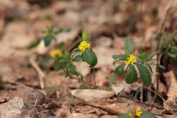 ナニワズの花