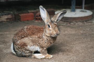 A small young brown rabbit on a farm