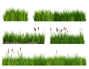 Set of grass, reeds, and cattails vector illustration on a transparent background PNG