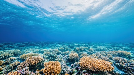 Fototapeta premium Vibrant coral reef beneath clear blue ocean water, teeming with marine life in a sunlit underwater scene.