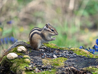 A chipmunk on a stump eating sunflower seeds