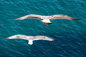 Seagulls flying at the rock of Gibraltar