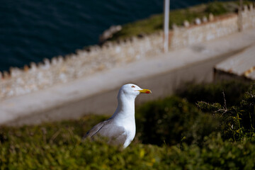 Seagull at the rock of Gibraltar