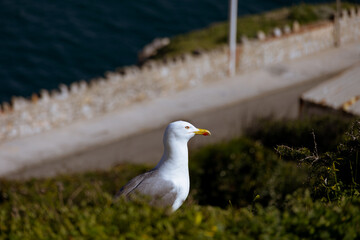 Seagull at the rock of Gibraltar