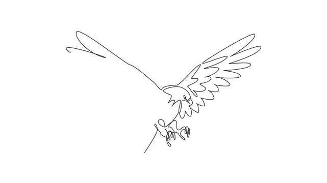 Self drawing animation of continuous line drawing of mighty brave bald eagle stretched its wide wings and ready to attack the prey target. Predator bird. National Bird Day. Full length animated