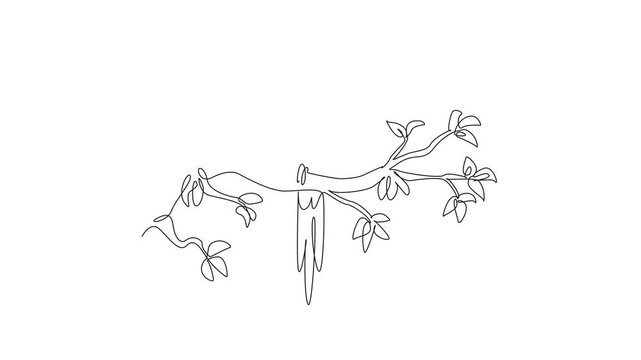 Animation of one single drawing of beautiful parrot bird turned around its head while perched at big tree branch. Macaw bird shows its beauty. Suit Logo for bird conservation. Full length motion