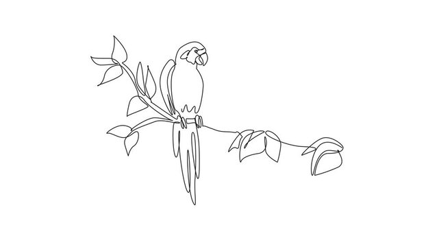 National Bird Day. Animated self drawing of one continuous line drawing of cute parrot bird stretching one of its wings and perched at tree branch in local zoo. Full length single line animation