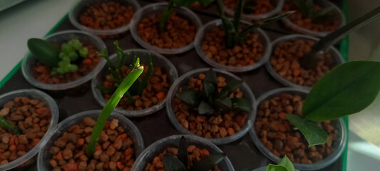 Close-up of a young Rhipsalis sprout growing in a small plastic pot with clay pebbles, among various other succulent seedlings, in an indoor propagation tray.