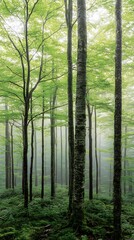 Obraz premium Serene Misty Forest Scene Lush Green Trees and Mossy Ground Tranquil Nature