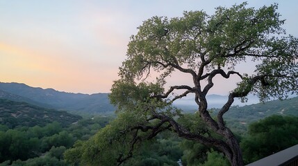 Obraz premium Majestic Oak Tree Overlooking Serene Sunset Mountain Landscape
