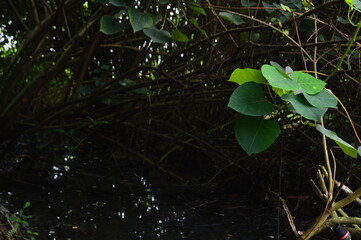 Bright green leaves grow from a young stem, highlighted against dark forest undergrowth. A vivid scene of tropical forest life and natural growth.