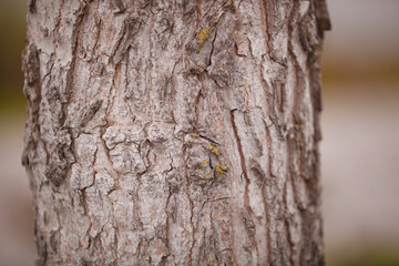 Fototapeta premium tree bark texture