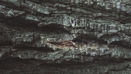 Fototapeta premium Bark of an old pear tree. Nature. Greenpeace. Wood. Ecology. Photography. Wallpaper, texture. Background. 16:9