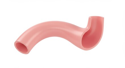 Medical Illustration: 3D Render of a Human Esophagus Anatomy Model