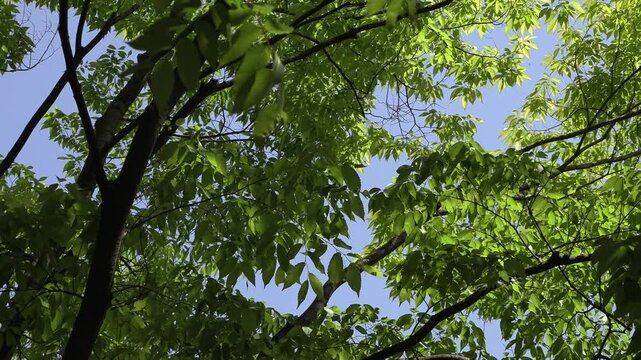 The wind and zelkova trees in the forest.
