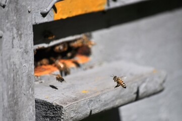 bees on a beehive