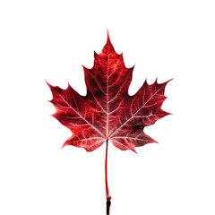 Naklejka premium red maple leaf