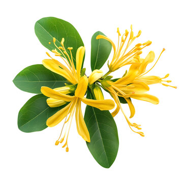Yellow Honeysuckle Flower with Green Leaves