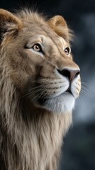 Naklejka premium Majestic lion portrait, detailed fur, watchful gaze