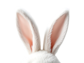 Close up of fluffy white bunny ears.