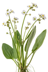 Fototapeta premium Water-plantain isolated on white background