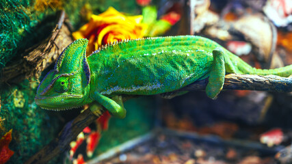 Close-up of the veiled chameleon is a species of chameleons native to the Arabian Peninsula.