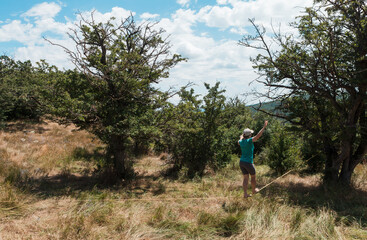Naklejka premium A female slackliner performs acrobatic poses and splits on a slackline stretched between trees on a mountain hilltop in Georgia. Aerial views, dry summer grass, and scenic peaks surround her