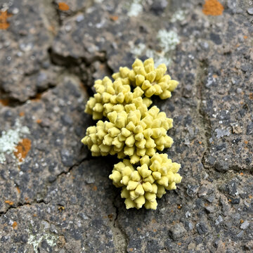 squamulose lichen on stone