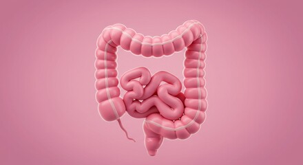 Human Large Intestine Anatomy: 3D Render of the Colon and Rectum