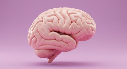 Human Brain Anatomy: A Detailed 3D Render of the Cerebrum