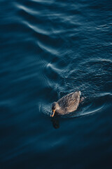 Duck in the lake