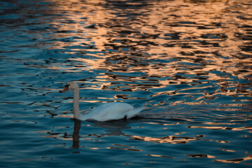 Swan on the water