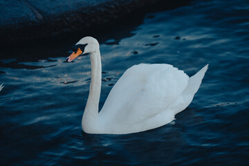 Swan on Zurisee