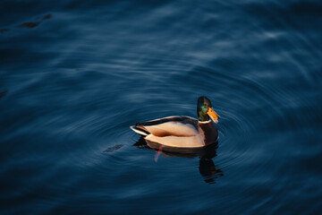 Duck in the water