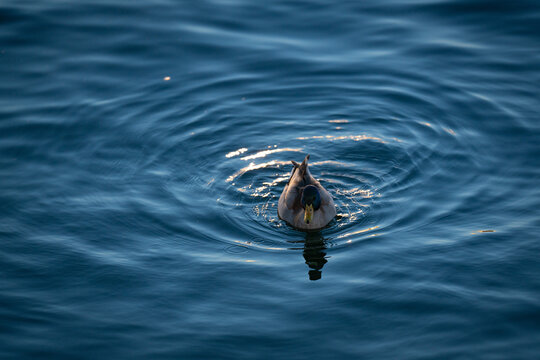 Duck in the lake