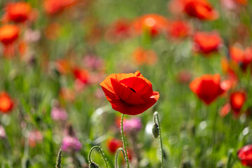 Obraz premium red poppy flowers