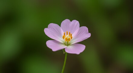 Fototapeta premium Hyper-Realistic Macro Image of Nature Most Colorful Bloom