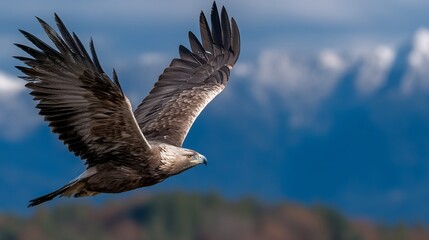 Obraz premium Majestic golden eagle soaring through the sky