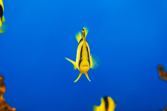 striped soapfish or yellow-striped sea bass swimming in an aquarium