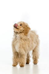 Maltipoo puppy on white background