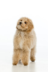 Maltipoo puppy on white background